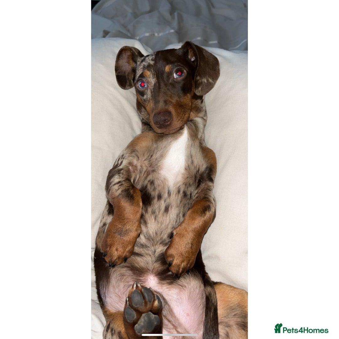 Miniature Dachshund dogs for stud: 💥FIRST TIME DAPPLE STUD💥 - Image 10