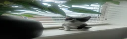 Mixed Breed cats for sale: Black white girl kitten last one available  - Advert 6