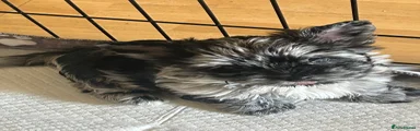 Biewer Terrier Puppy 2 Joy 