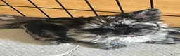 Biewer Terrier dogs for sale: Rare coloured Biewer Terriers - Advert 7