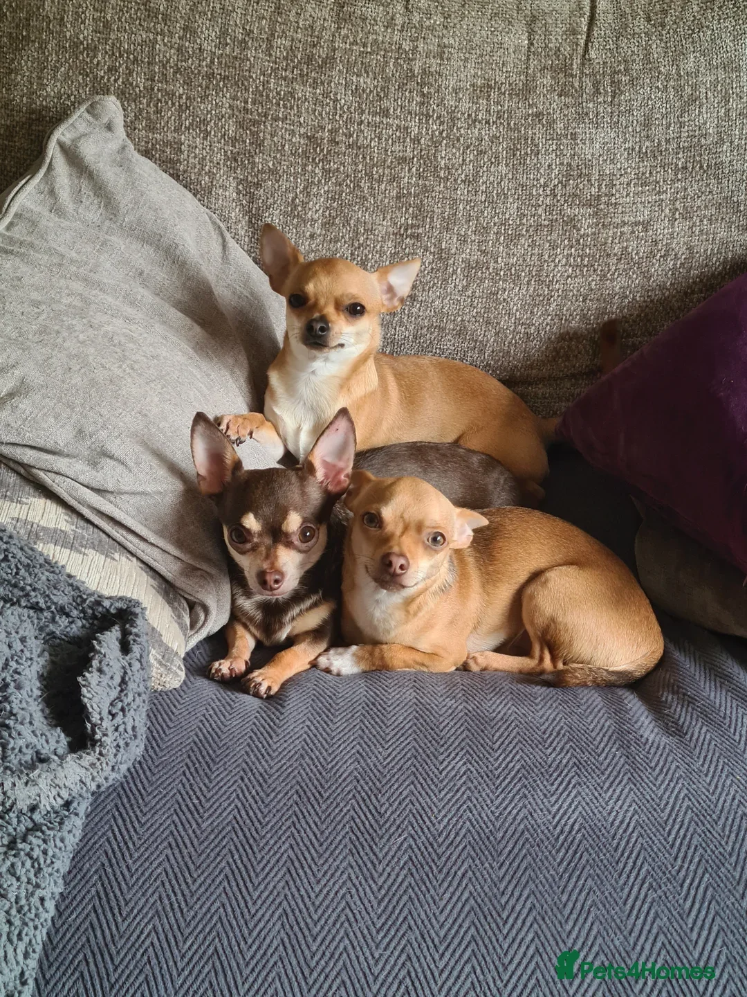 Chihuahua dogs for stud: Proven Fawn Chihuahua Stud - Advert 5