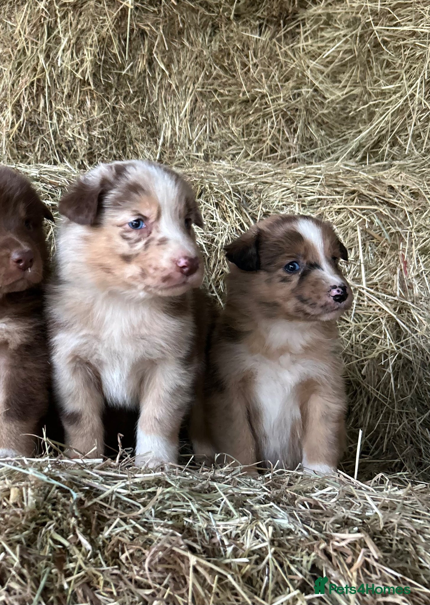 Mixed Breed dogs Collie X Australian Shepherd pups - Advert 7