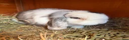 Mini Lop rabbits for sale: Stunning Vienna marked mini lops  - Advert 2