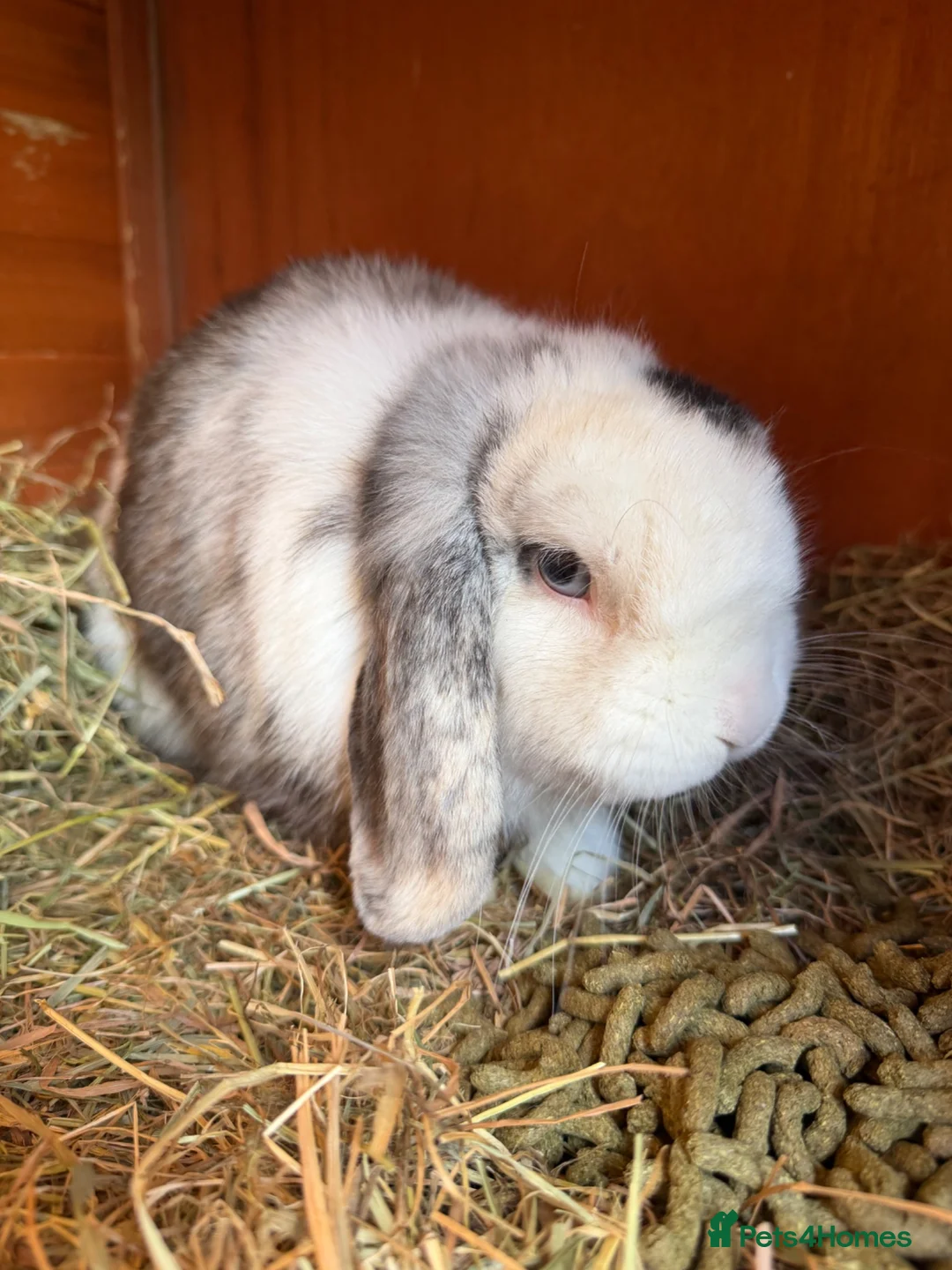 Mini Lop rabbits for sale: Stunning Vienna marked mini lops  - Advert 2