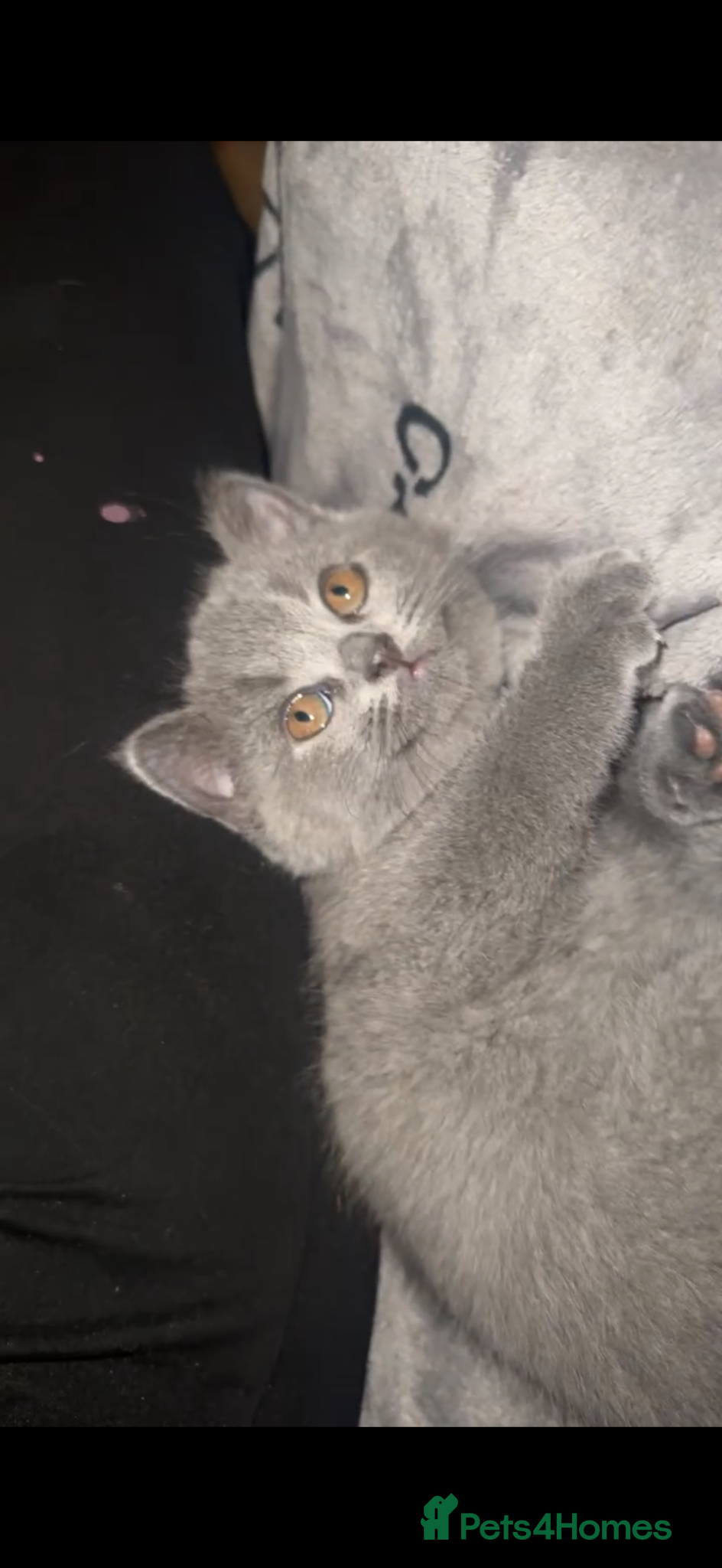 British Shorthair cats British shorthair kittens  - Advert 4