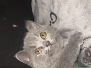 British Shorthair cats British shorthair kittens - Advert 4