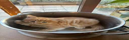 Mixed Breed cats for sale: Healthy , Energetic, Absolutely stunning 8  - Advert 25