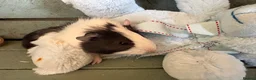 Guinea Pig rodents for sale: Young guinea pigs for sale  - Advert 10