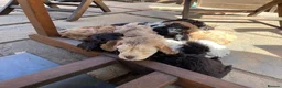 Toy Poodle dogs for stud: Stunning KC None fading Chocolate Phantom stud - Advert 8