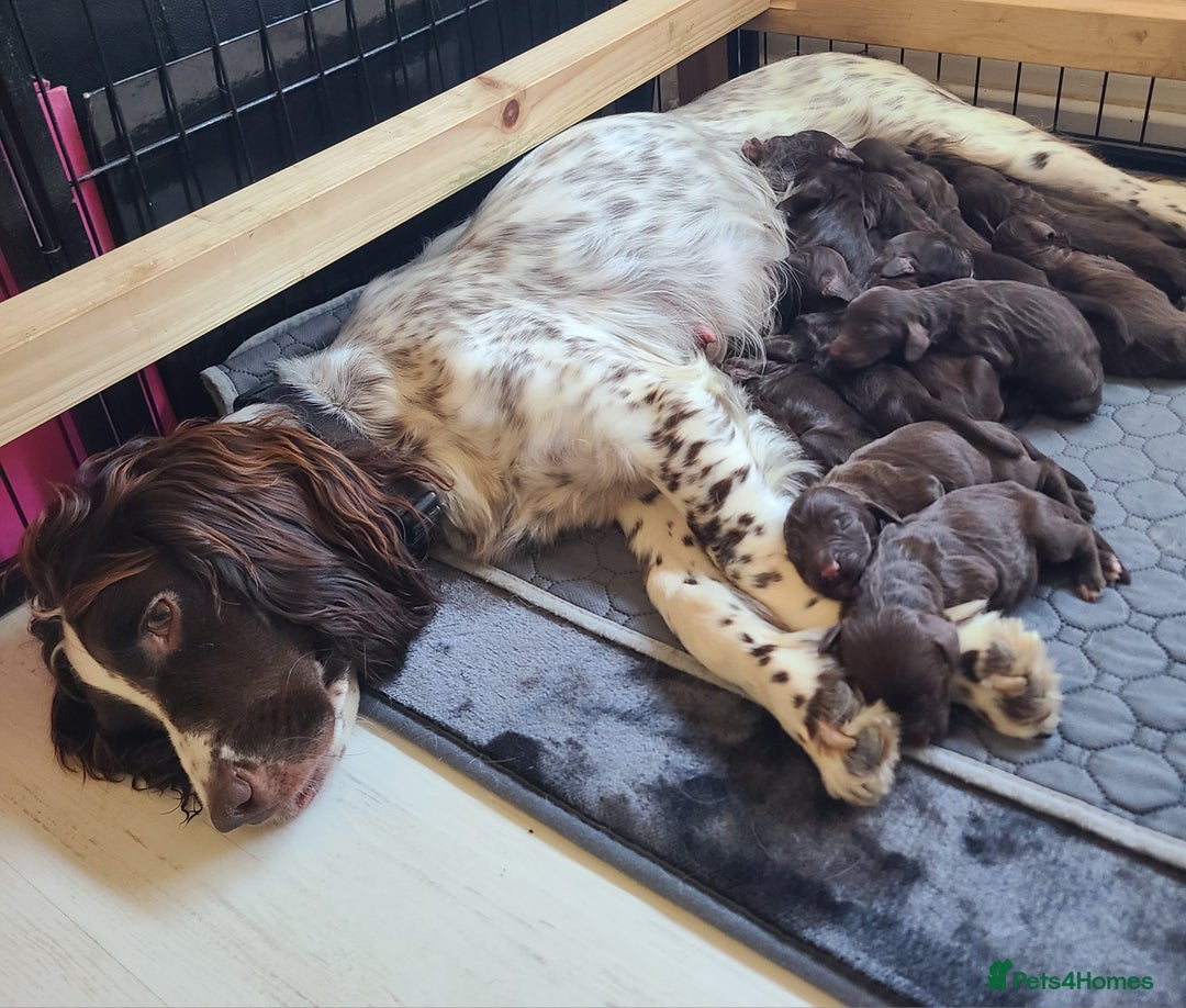 Sproodle dogs for sale: Gorgeous F1 Chocolate Sproodle Puppies - Image 1