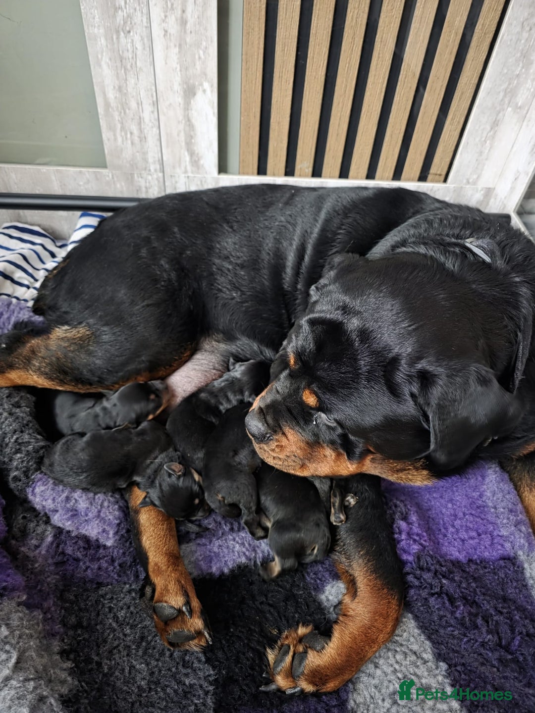 Rottweiler dogs for sale: Beautiful chunky Rottweiler puppies  - Advert 9