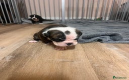 Old Tyme Bulldog dogs for sale: Old tyme bulldogs for sale - Image 5