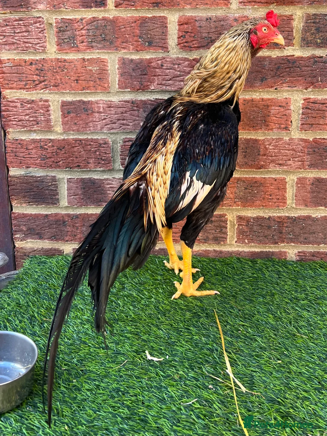 Chickens poultry for sale: Asil Stag - Advert 4