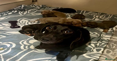 Dachshund dogs - Advert 11
