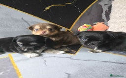 Chihuahua dogs for sale: 3 Adorable little princes chihuahua puppies - Image 1