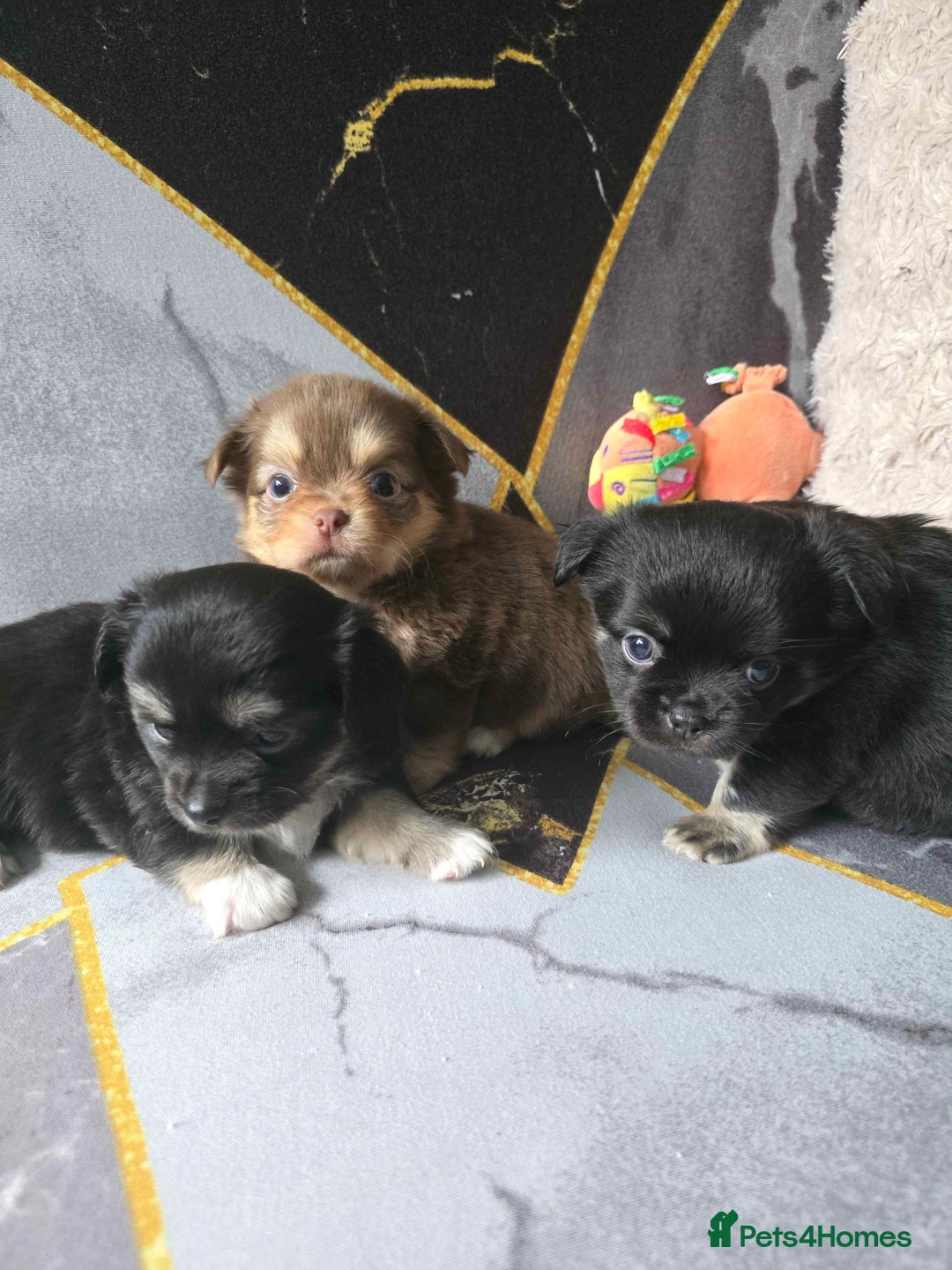 Chihuahua dogs for sale: 3 Adorable little princes chihuahua puppies - Image 1