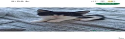 Mixed Breed cats for sale: 9 week old mixed breed tuxedo kitten in Nottingham - Advert 6