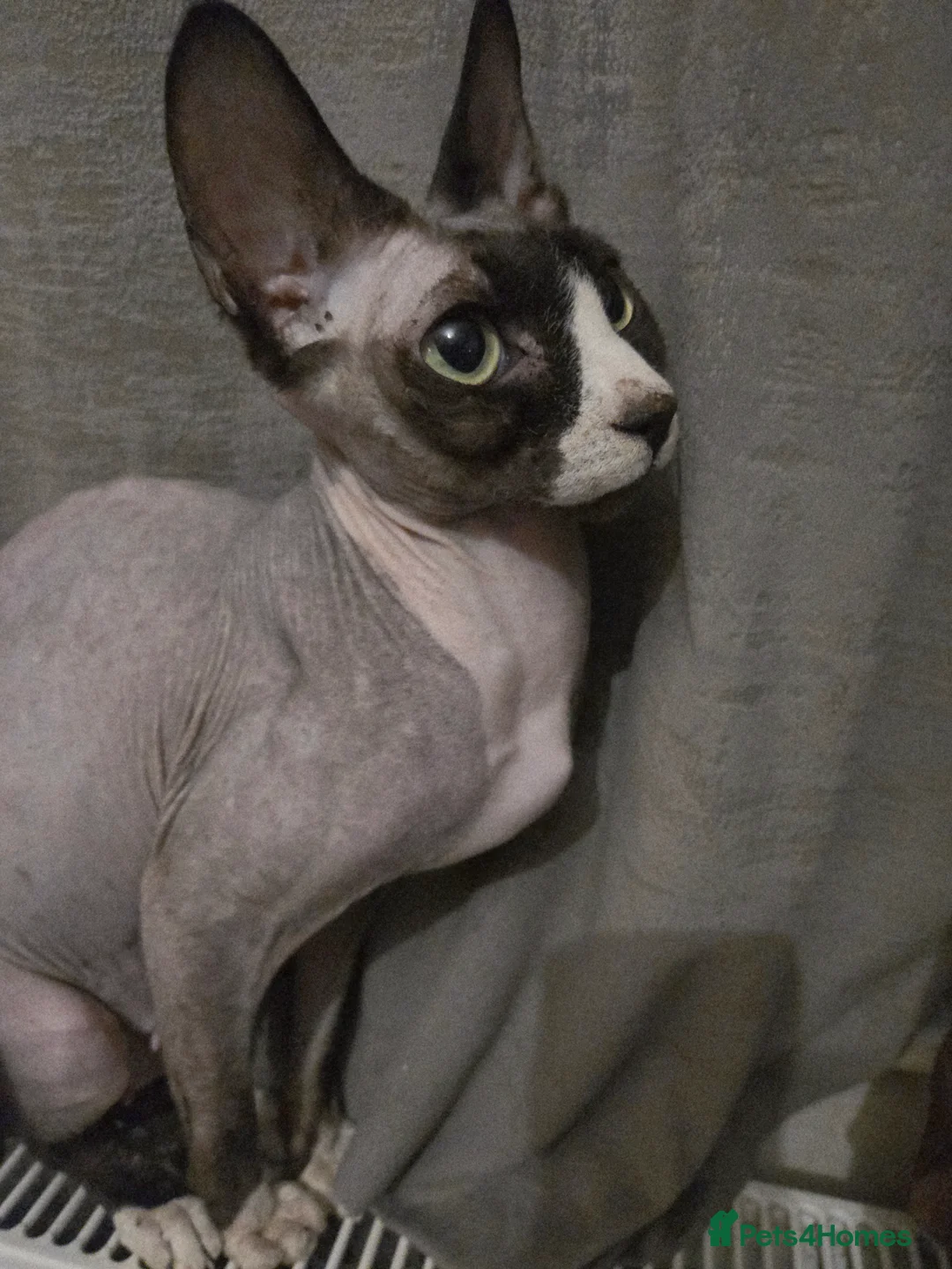Mixed Breed cats for sale: Ready for new slaves beautiful sphynx babies. - Advert 28