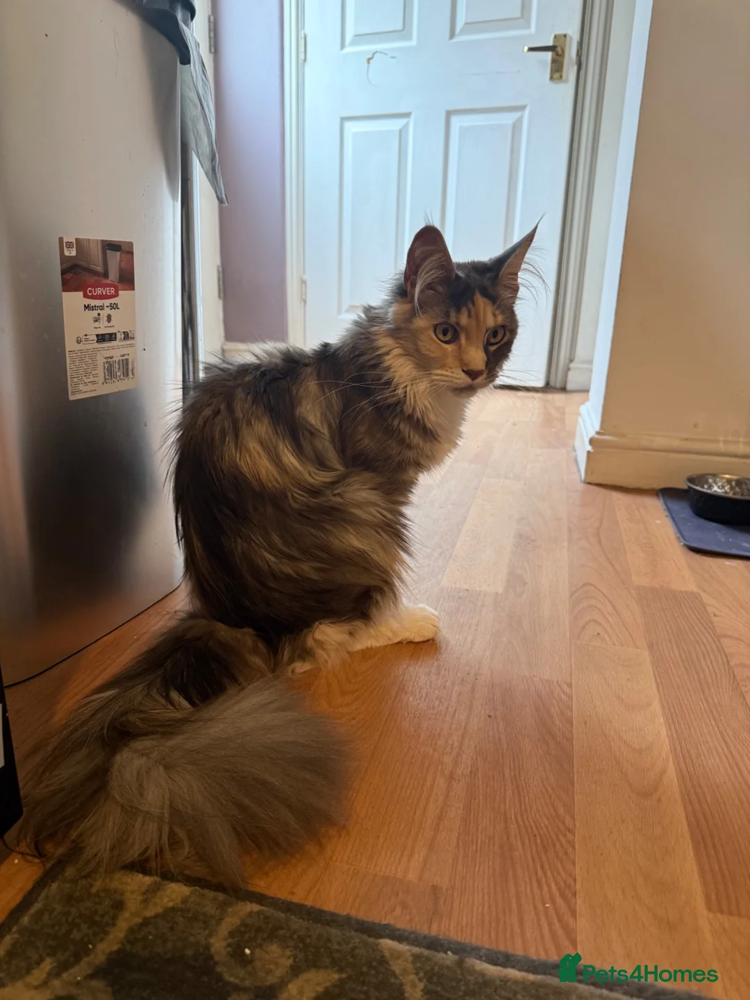 Maine Coon cats for sale: Amazing Maine Coon girl  - Advert 5