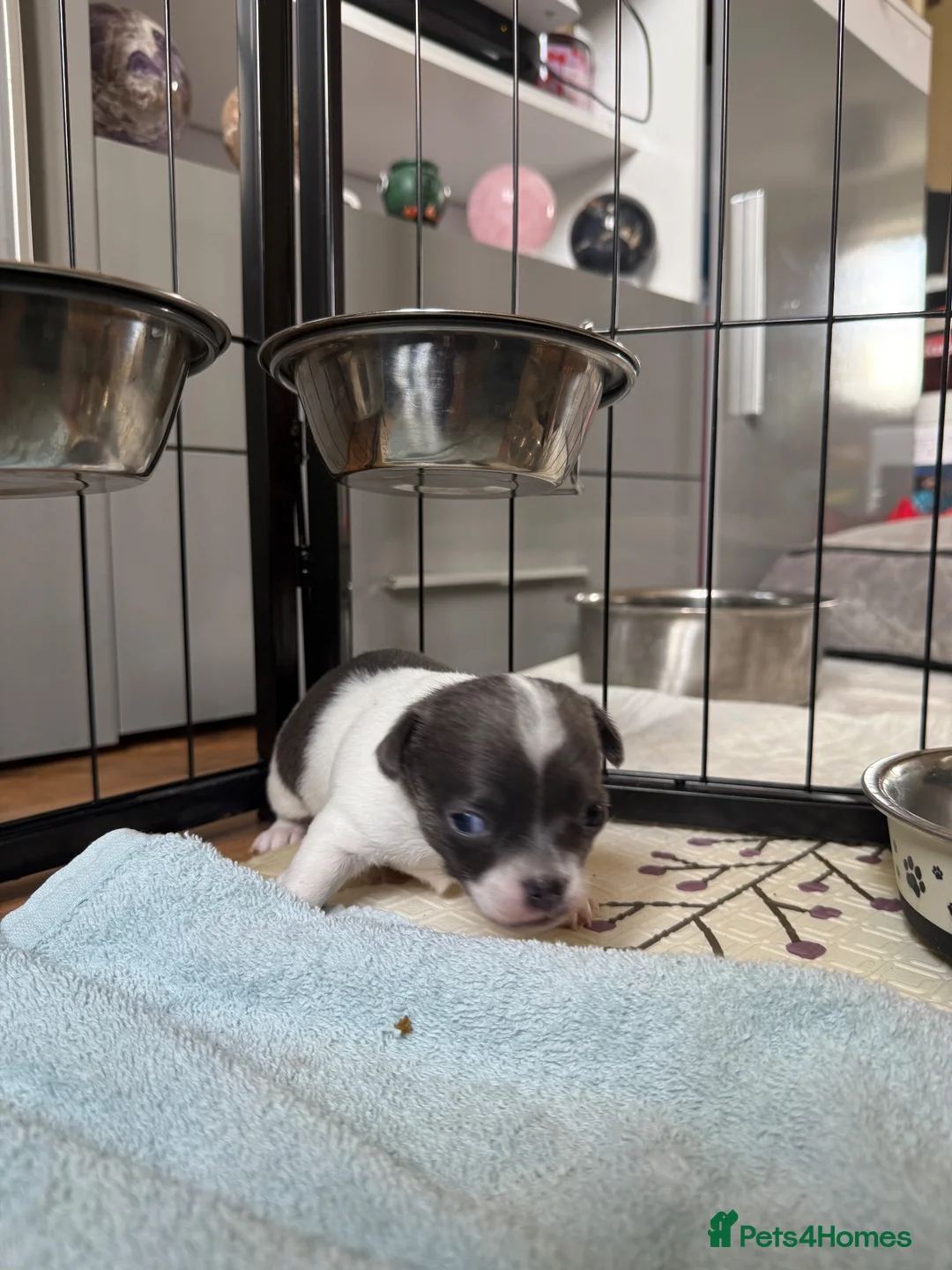 Chihuahua dogs for sale: Smooth coat chihuahua puppies  - Advert 1