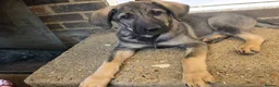Mixed Breed dogs for sale: Stunning German Shepherd,Australian Kelpie Puppies in Littlehampton - Advert 7