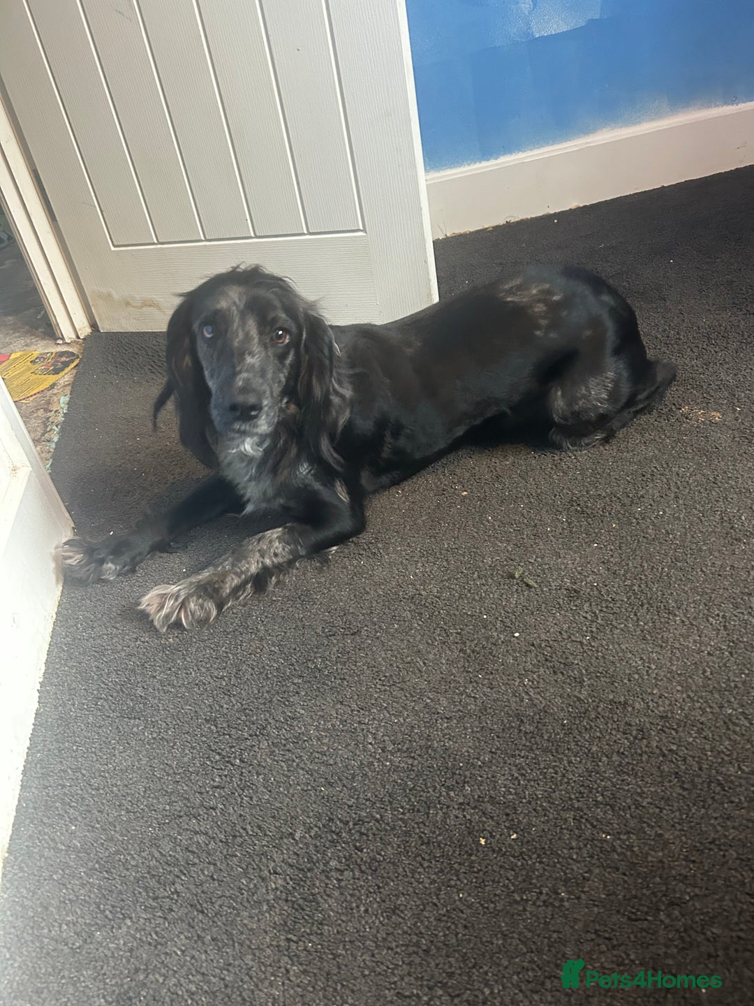Cocker Spaniel dogs for sale: Trixie - Image 1
