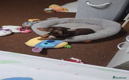 Dachshund dogs for sale:  11 week old Diva female Dachound - Image 12