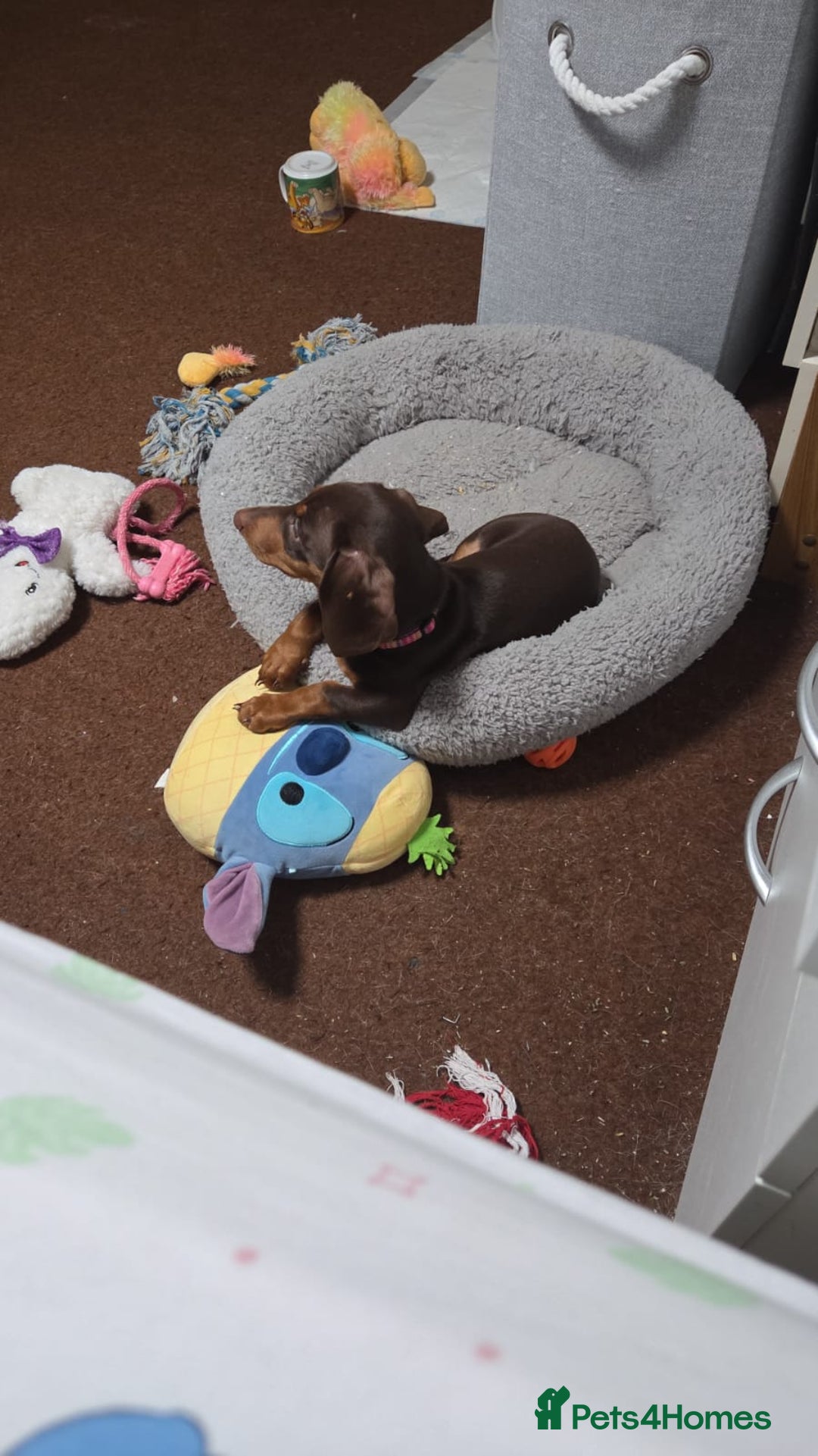 Dachshund dogs for sale:  11 week old Diva female Dachound - Image 12