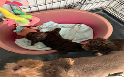 Cockapoo dogs for sale: F1b Cockapoo puppies !! health tested parents !! - Image 22