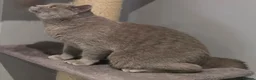 British Shorthair cats for sale: Lilac British shorthair champion queen GCCF Active - Advert 5