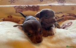 Jack Russell dogs for sale: Much Wenlock stunning miniature puppy  - Advert 28