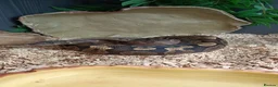 Python Snake reptiles for sale: 2yr old Royal Python and enclosure - Advert 4