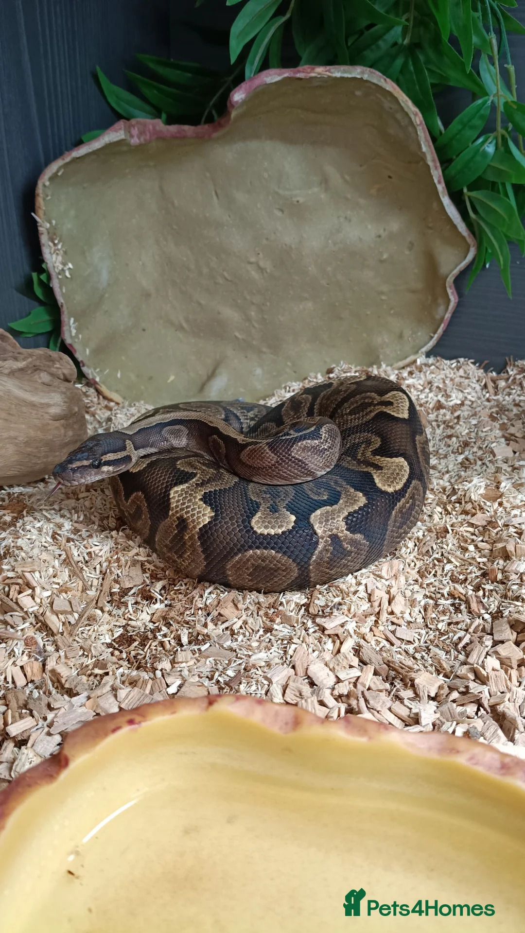 Python Snake reptiles for sale: 2yr old Royal Python and enclosure - Advert 4