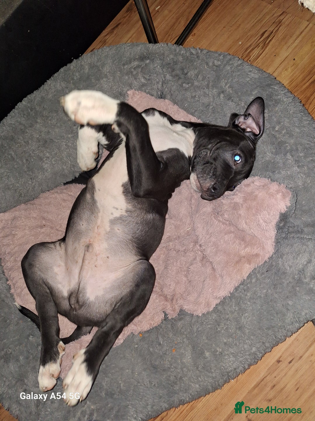 American Bulldog dogs for sale: 11 little hearts need their forever home - Advert 30