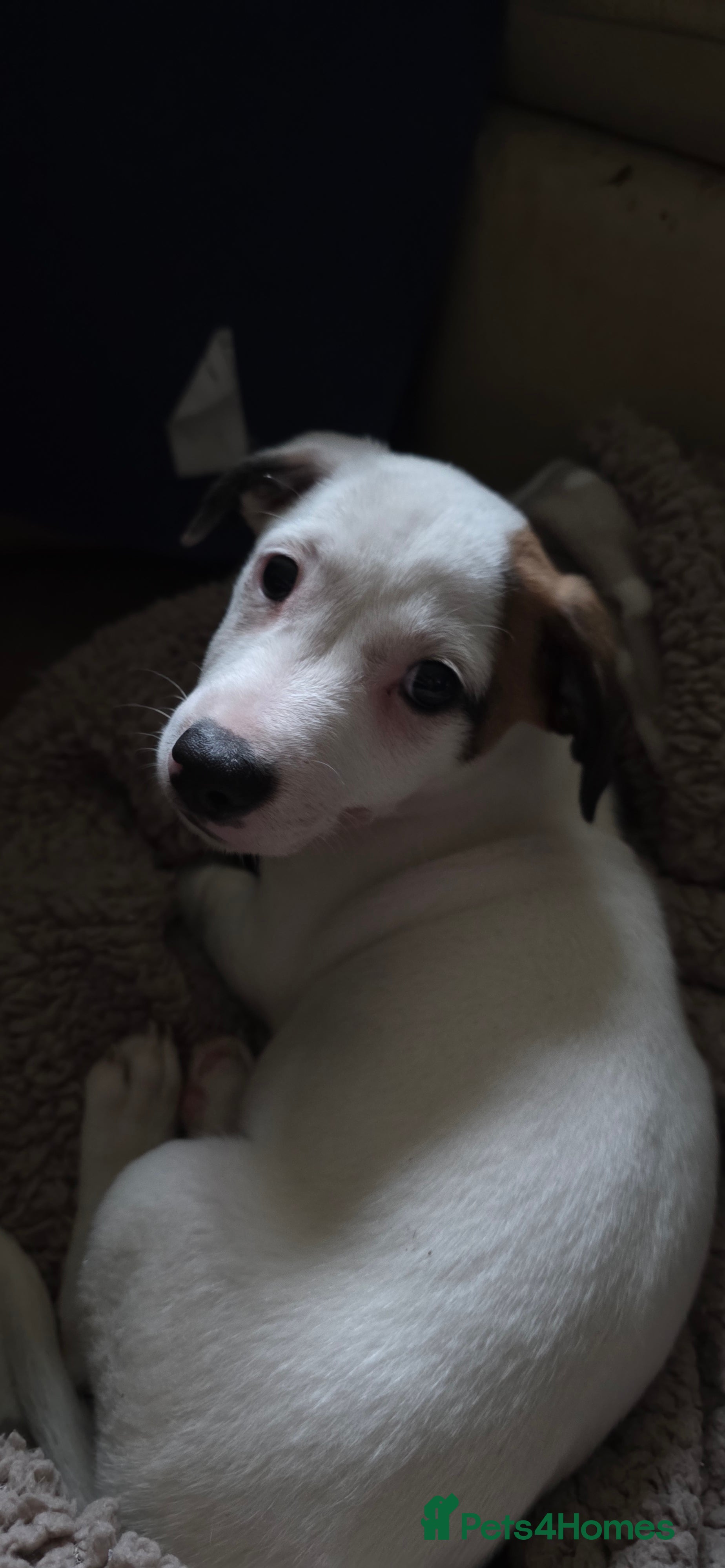 Jack Russell dogs Jack russell pup - Advert 12