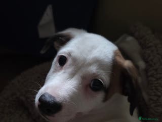 Jack Russell dogs Jack russell pup - Advert 1