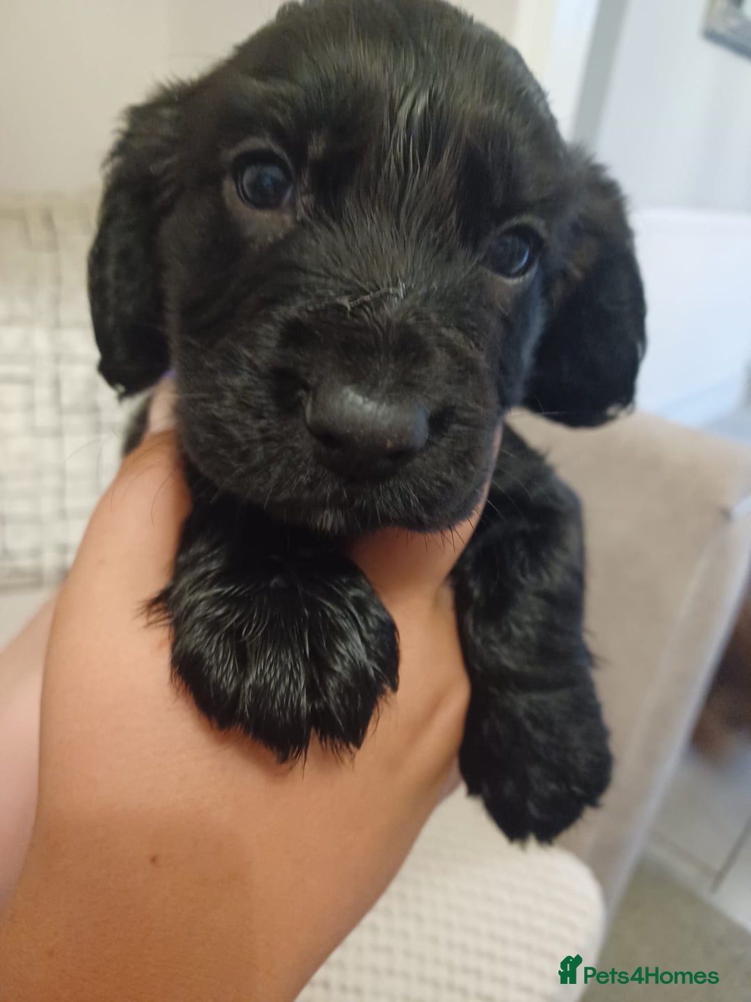 Cocker Spaniel dogs for sale: Cocker spaniel pups  - Image 4