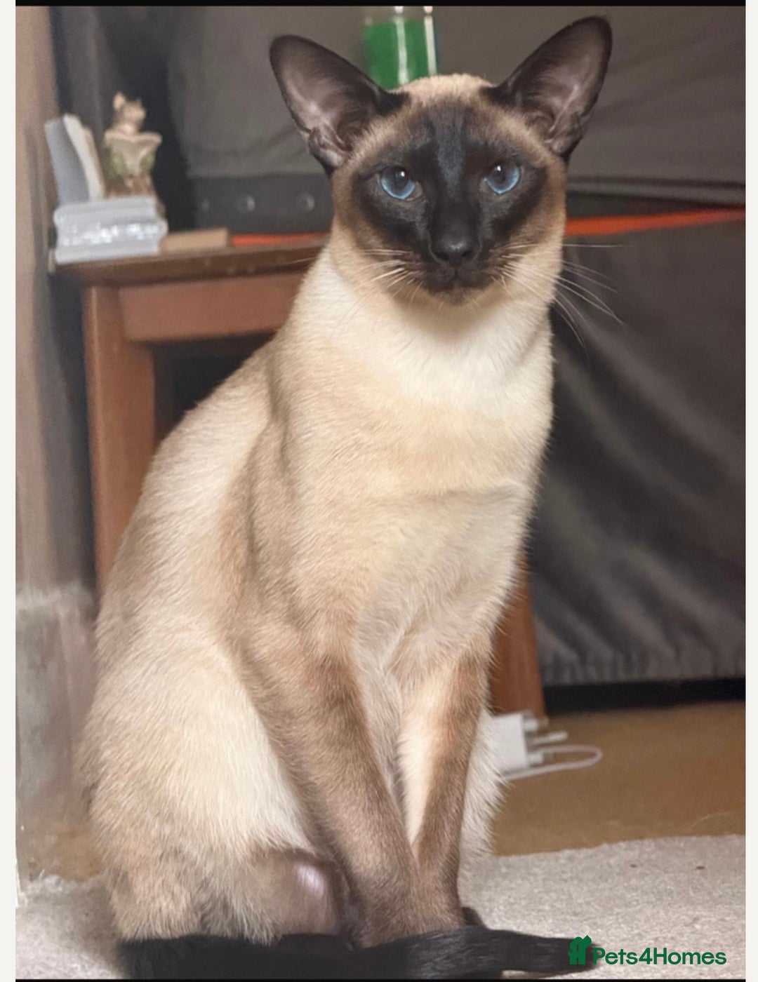 Siamese cats for stud: Stunning wedge head Siamese boy for stud service  - Advert 5