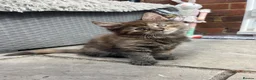 Maine Coon cats for sale: Beautiful Half Maine coon kittens  - Advert 24