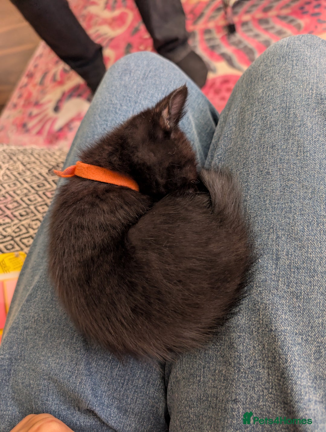 Mixed Breed cats for sale: Beautiful black kitten - Image 6