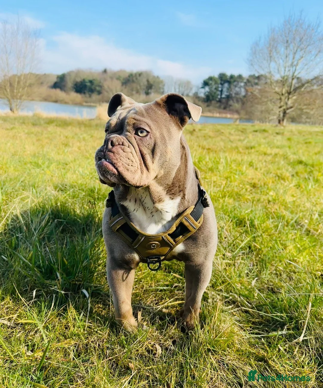 English Bulldog dogs for sale: 1 Year Old Bulldog Looking For Home  - Advert 1