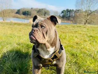 English Bulldog dogs 1 Year Old Bulldog Looking For Home - Advert 1