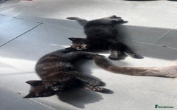 Mixed Breed cats for sale: 3 kittens for sale  - Image 12