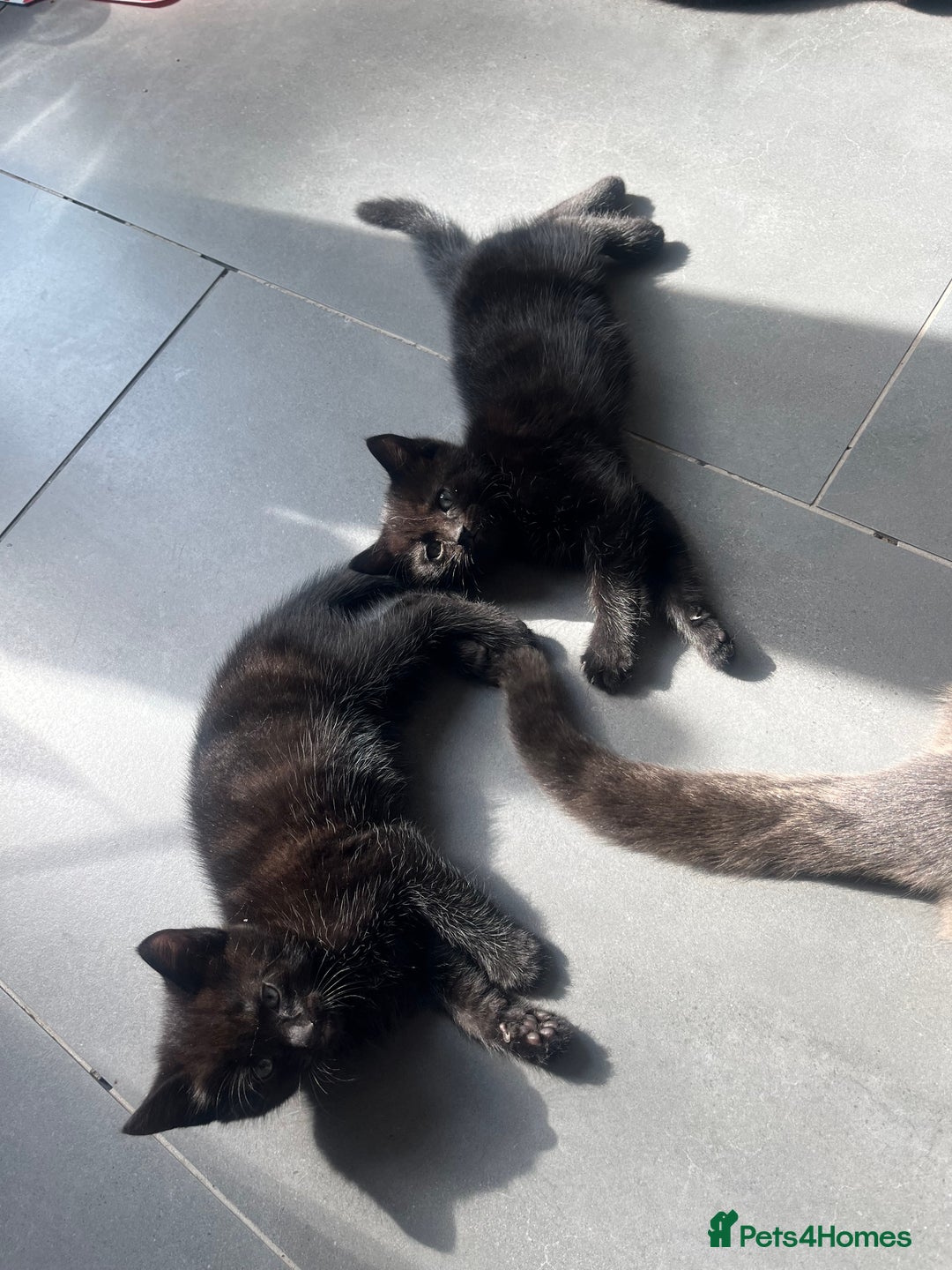 Mixed Breed cats for sale: 3 kittens for sale  - Image 12