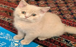 British Shorthair cats for sale: British Short hair Kittens - Image 1