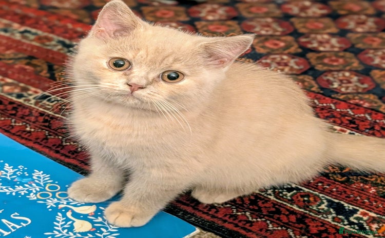 British Shorthair cats - Advert 3