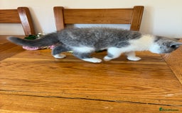 British Shorthair cats for sale: CHAMPION LINES TICA REGISTERED ACTIVE BI BSH GIRLS - Image 5