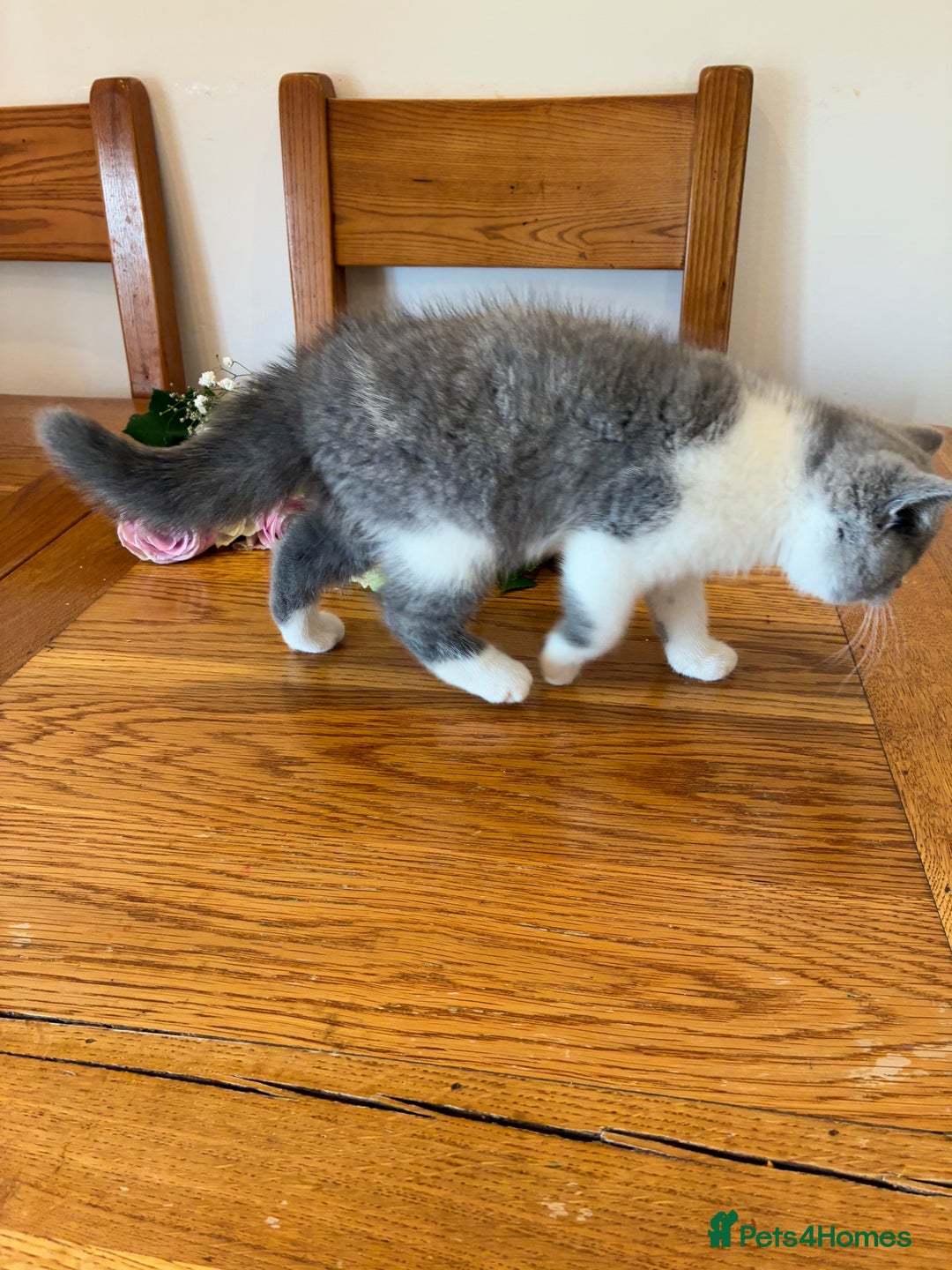 British Shorthair cats for sale: CHAMPION LINES TICA REGISTERED ACTIVE BI BSH GIRLS - Image 5