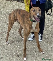 Greyhound dogs Super friendly Colin wants a new forever home - Advert 10