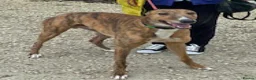 Greyhound dogs for adoption: Super friendly Colin wants a new forever home - Advert 1